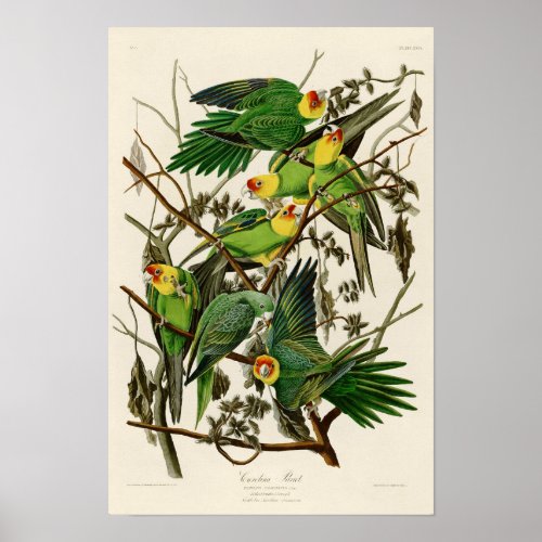 Carolina Parrot John Audubon Birds of Ameria Poster