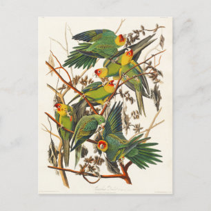 Carolina Parrot John Audubon Postcard