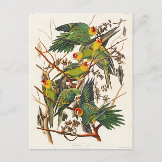 Carolina Parrot John Audubon Postcard (Front)