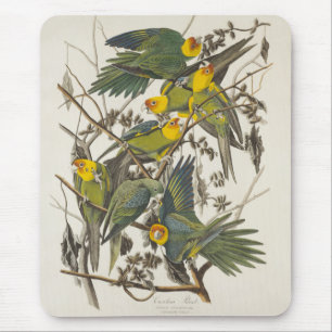 Carolina Parrot - John James Audubon (1827-1838) Mouse Pad