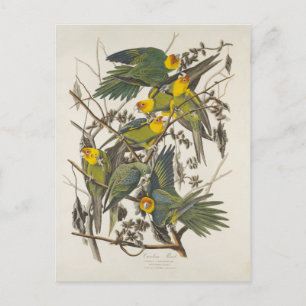 Carolina Parrot - John James Audubon (1827-1838) Postcard