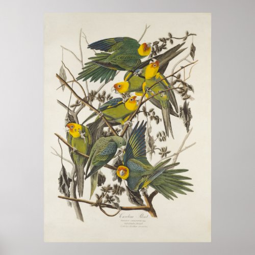 Carolina Parrot _ John James Audubon 1827_1838 Poster