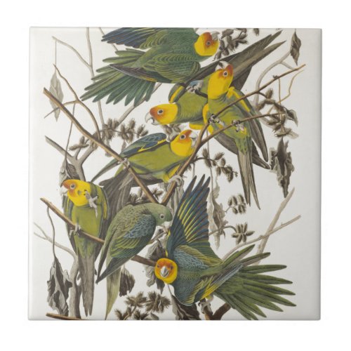 Carolina Parrot _ John James Audubon 1827_1838 Tile
