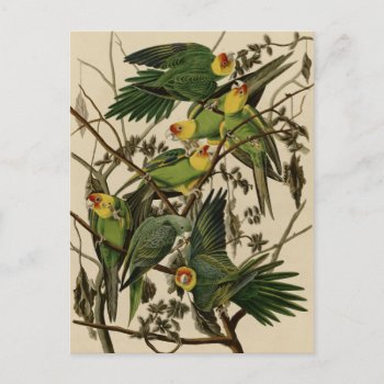 Carolina Parrot Postcard by birdpictures at Zazzle