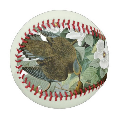 Carolina Pigeon Audubon Morning Dove Baseball