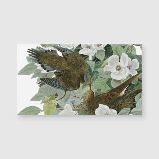 Carolina Pigeon Audubon Morning Dove Bird (Front)