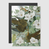 Carolina Pigeon Audubon Morning Dove Bird (Front/Back)