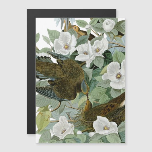 Carolina Pigeon Audubon Morning Dove Bird (Front/Back)