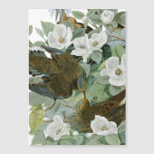 Carolina Pigeon Audubon Morning Dove Bird (Front)