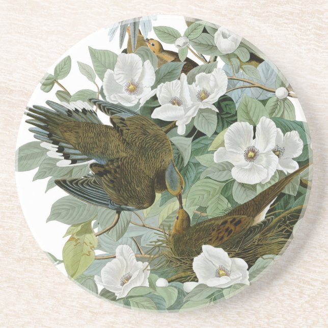 Carolina Pigeon Audubon Morning Dove Bird Drink Coaster (Front)