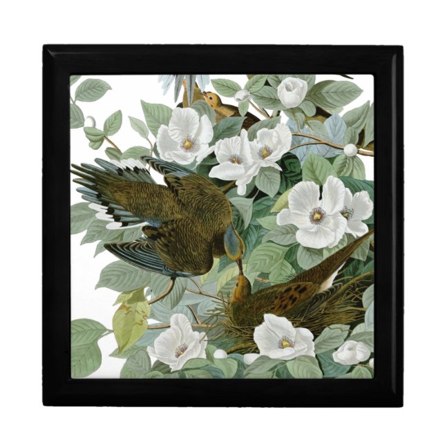 Carolina Pigeon Audubon Morning Dove Bird Gift Box (Front)