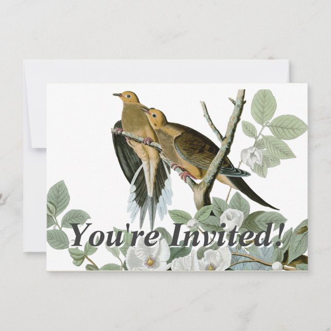 Carolina Pigeon Audubon Morning Dove Bird Invitation (Front)