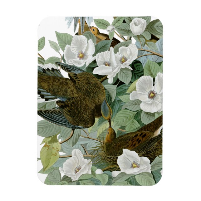 Carolina Pigeon Audubon Morning Dove Bird Magnet (Vertical)