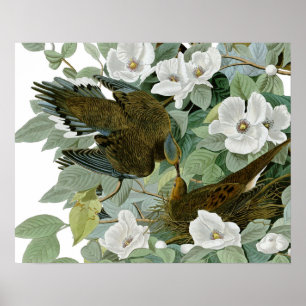 Carolina Pigeon Audubon Morning Dove Bird Poster