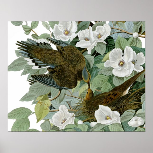 Carolina Pigeon Audubon Morning Dove Bird Poster (Front)