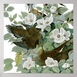 Carolina Pigeon Audubon Morning Dove Bird Poster