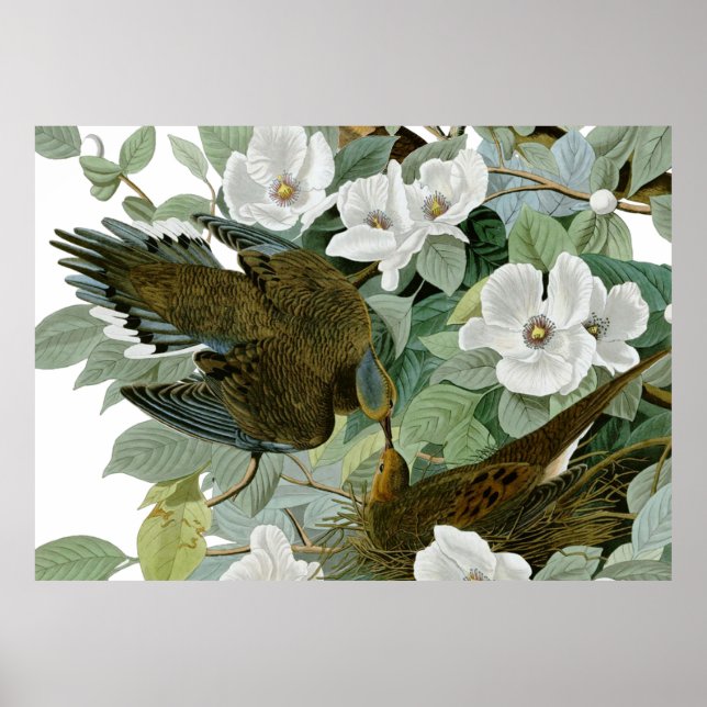 Carolina Pigeon Audubon Morning Dove Bird Poster (Front)