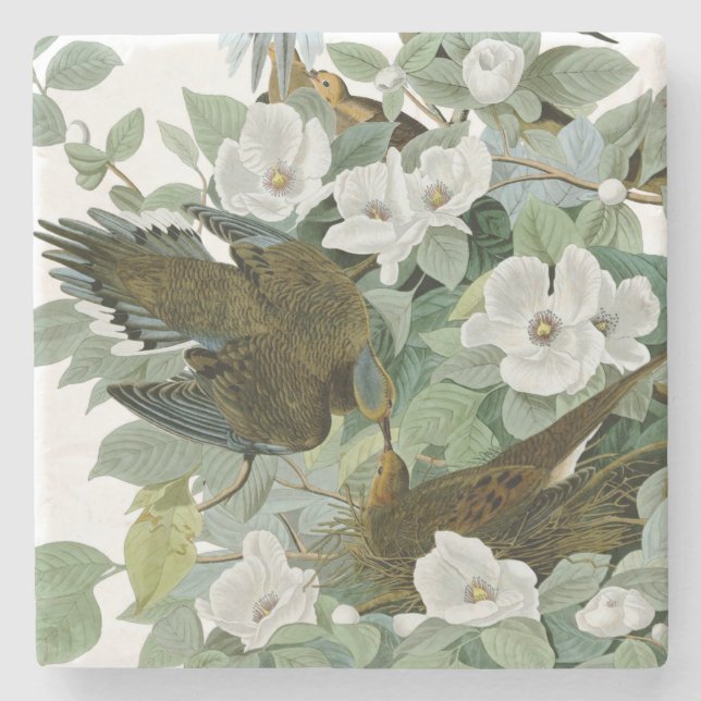 Carolina Pigeon Audubon Morning Dove Bird Stone Coaster (Front)
