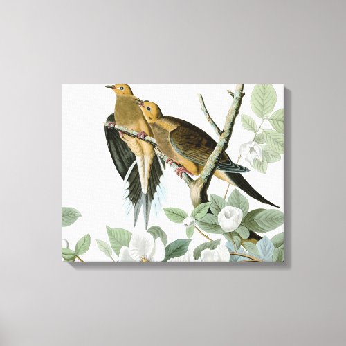 Carolina Pigeon Audubon Morning Dove Canvas Print