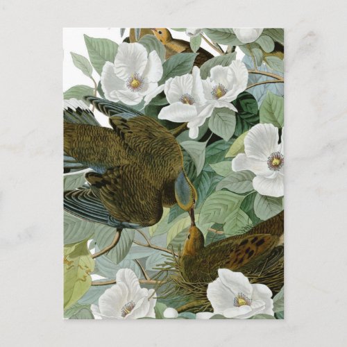 Carolina Pigeon Audubon Morning Dove Postcard