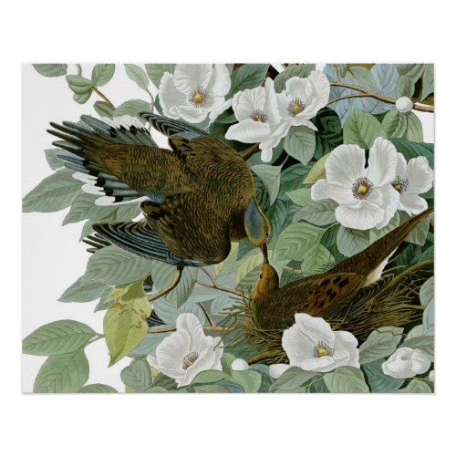 Carolina Pigeon Audubon Morning Dove Poster