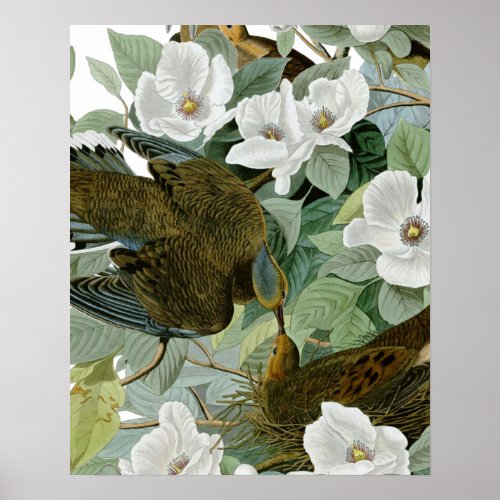 Carolina Pigeon Audubon Morning Dove Poster