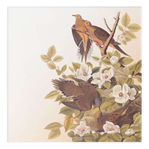Carolina Pigeon or Mourning Dove Acrylic Print