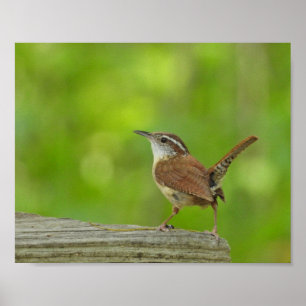 Carolina Wren Bird Nature Photography Poster