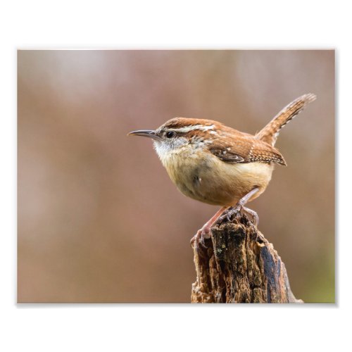 Carolina Wren Bird Photo Print