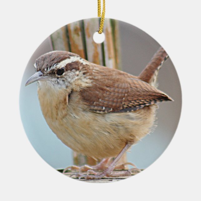 Carolina wren ceramic ornament (Front)
