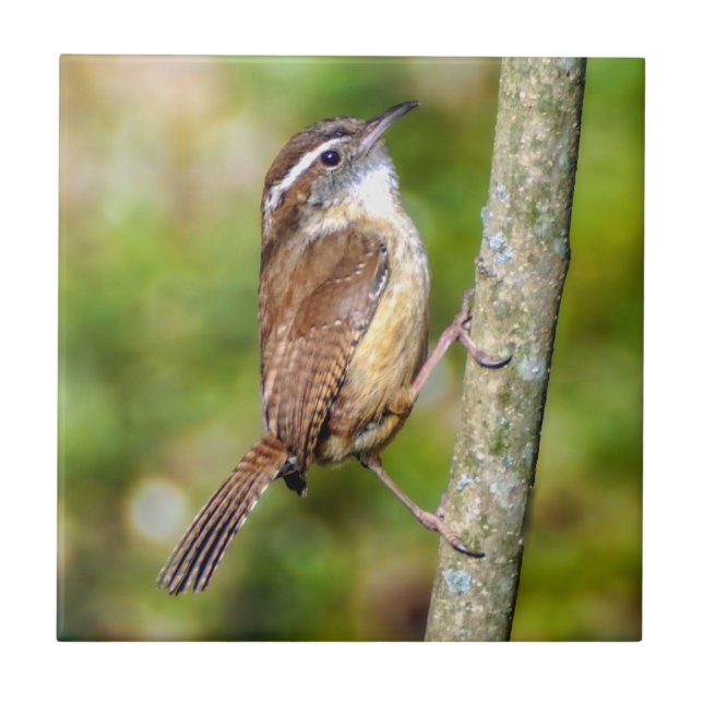 Carolina Wren Ceramic Photo Tile (Front)