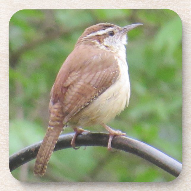 Carolina Wren Coaster (Front)