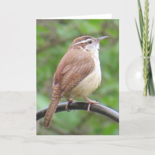 Carolina Wren Greeting Card