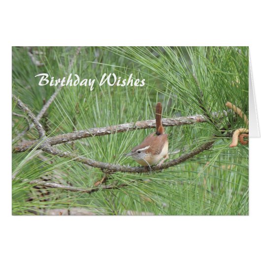 Carolina Wren in Pine Tree Cards (Front Horizontal)