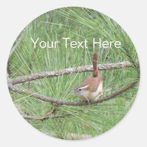 Carolina Wren in Pine Tree Classic Round Sticker