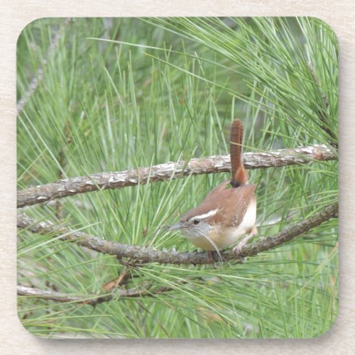 Carolina Wren in Pine Tree Coaster