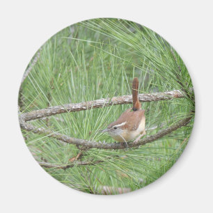 Carolina Wren in Pine Tree Magnet