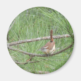 Carolina Wren in Pine Tree Magnet