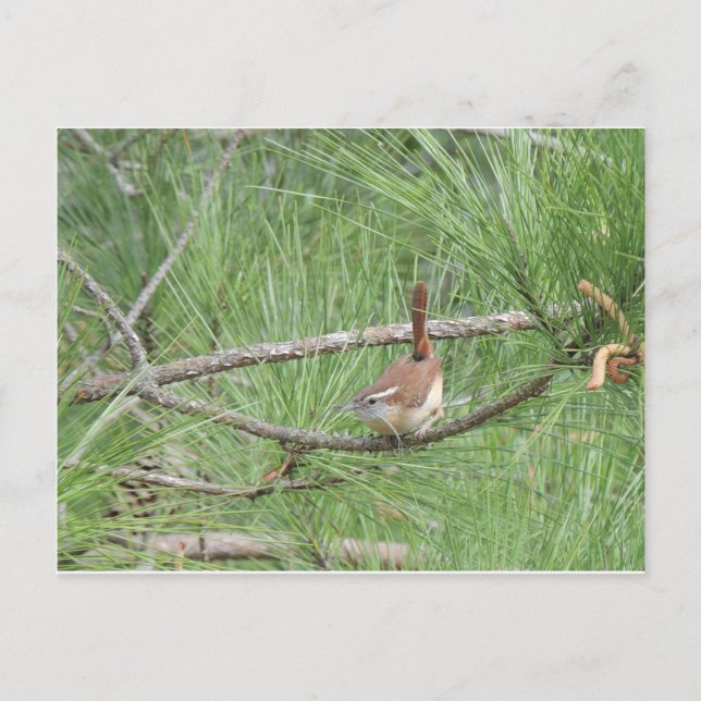 Carolina Wren in Pine Tree Postcard (Front)