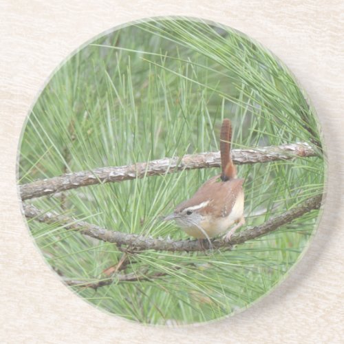 Carolina Wren in Pine Tree Sandstone Coaster