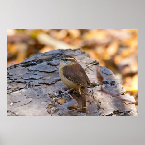 Carolina Wren in the Pine Forest Poster