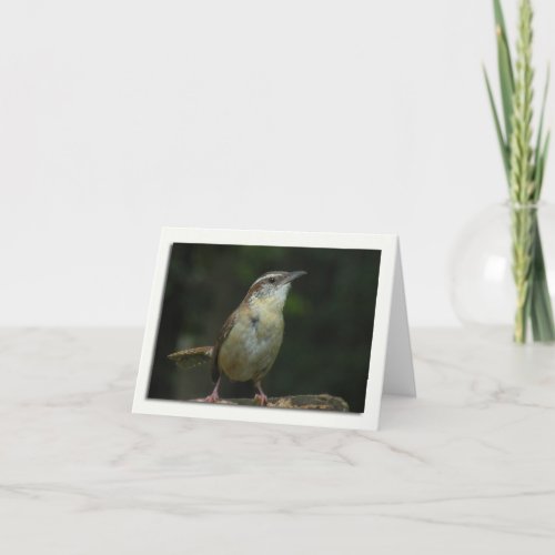 Carolina Wren Note Card