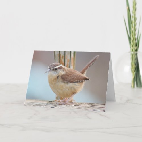 Carolina wren photo greeting card