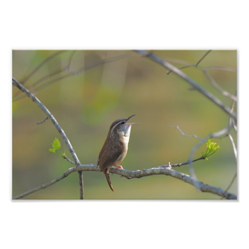 Carolina wren photo print