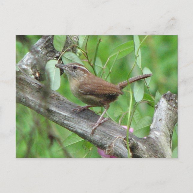 Carolina Wren Postcard (Front)