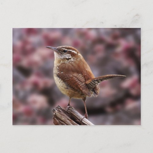 Carolina Wren Postcard