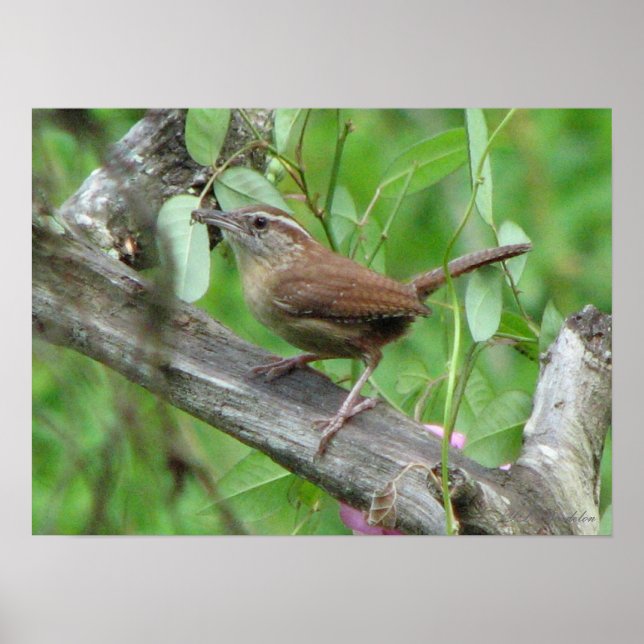 Carolina Wren Poster (Front)