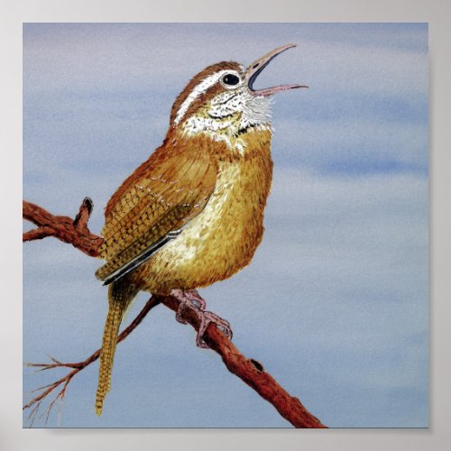 Carolina Wren Poster