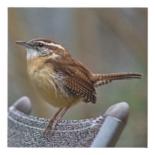 Carolina Wren Print