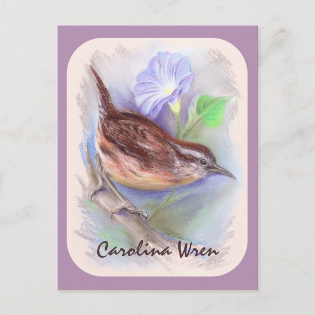 Carolina Wren with Morning Glory Flowers Postcard (Front)